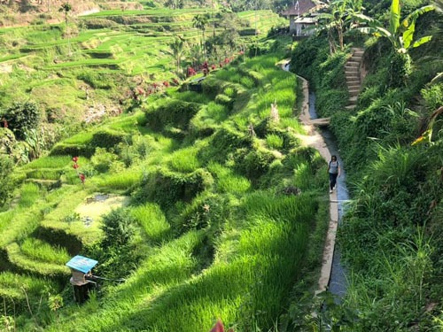 Ruộng bậc thang ở làng Kintamani.